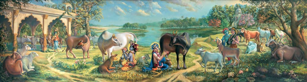 Krishna Balaram milking cows